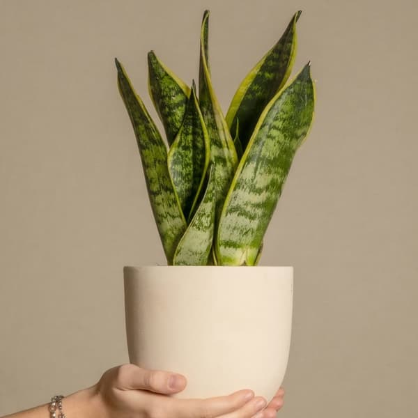 Makonkasvi - 3 kpl. - Sansevieria 'Futura Superba' - Korkeus 35-40cm - ⌀12cm
