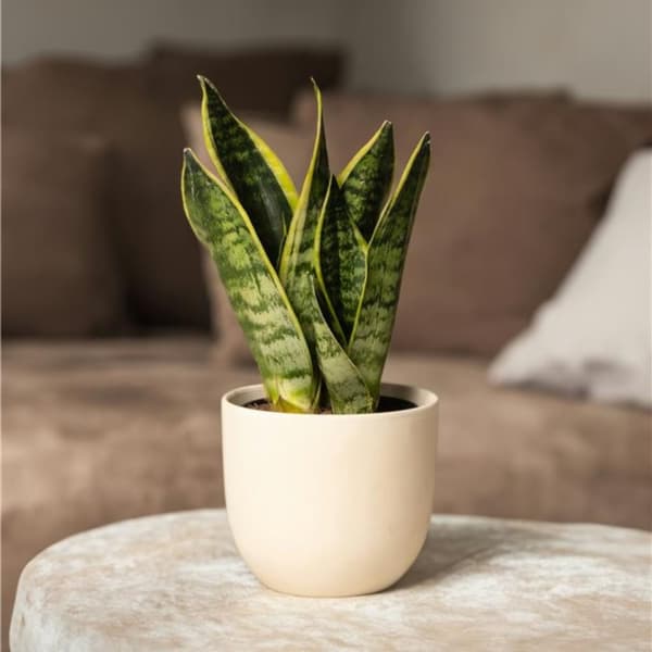 Makonkasvi - 3 kpl. - Sansevieria 'Futura Superba' - Korkeus 35-40cm - ⌀12cm