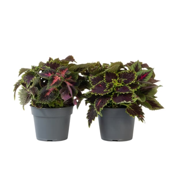 Nässlor - Set om 2 - Coleus scutellarioides - Höjd 25-35cm - ⌀17cm