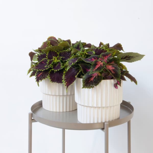 Koleus - Coleus scutellarioides - Korkeus 25-35 cm - ⌀17 cm