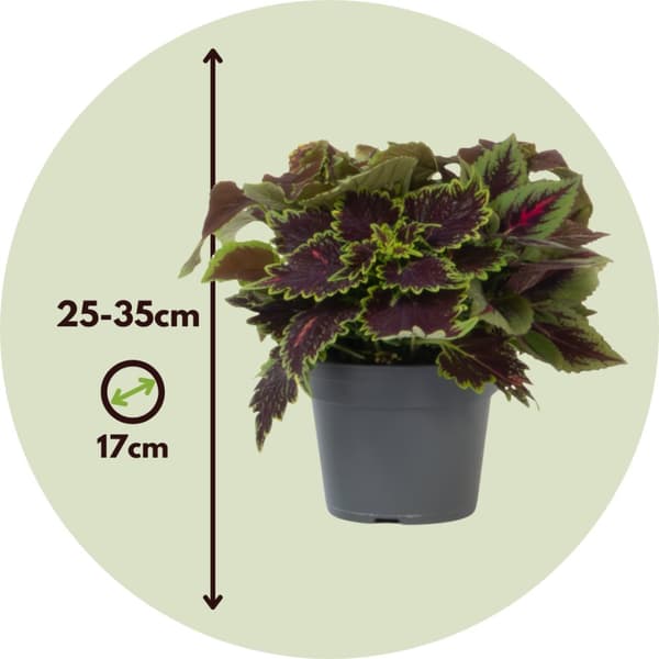 Coleus - Coleus scutellarioides - Højde 25-35cm - ⌀17cm