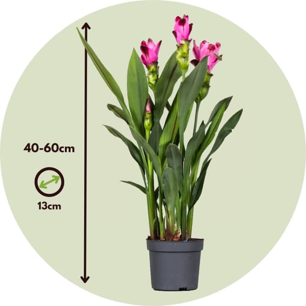 Siamin tulppaanikurkumaa - Curcuma 'Siam Splash' - K40-60cm - ⌀13cm