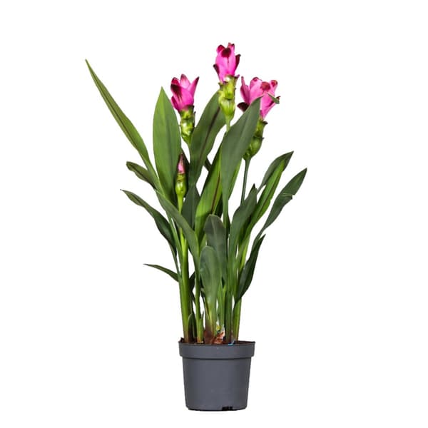 Siamesisk tulpan - Curcuma 'Siam Splash' - Rosa - H40-60cm - ⌀13cm