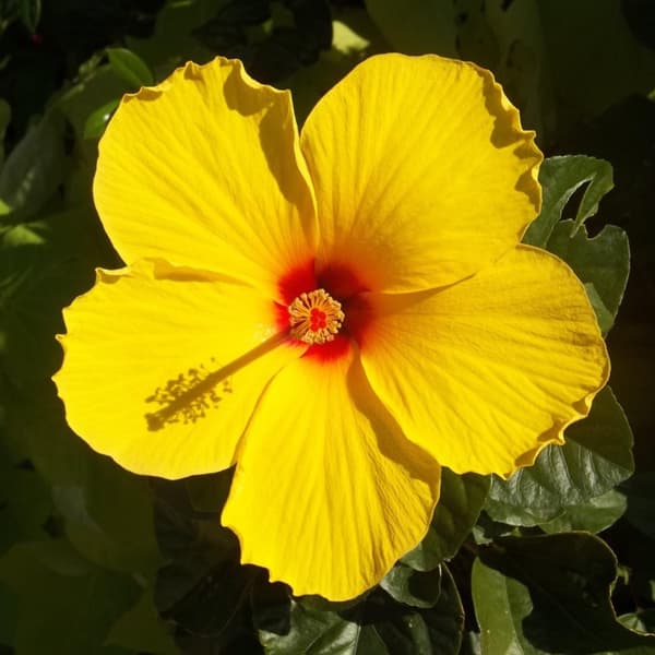 Gul kinesisk hibiskus - Hibiscus rosa-sinensis - Höjd 40-50cm - ø17cm