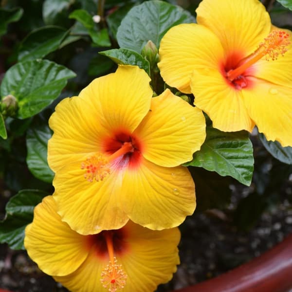 Gul kinesisk hibiskus - Hibiscus rosa-sinensis - Höjd 40-50cm - ø17cm