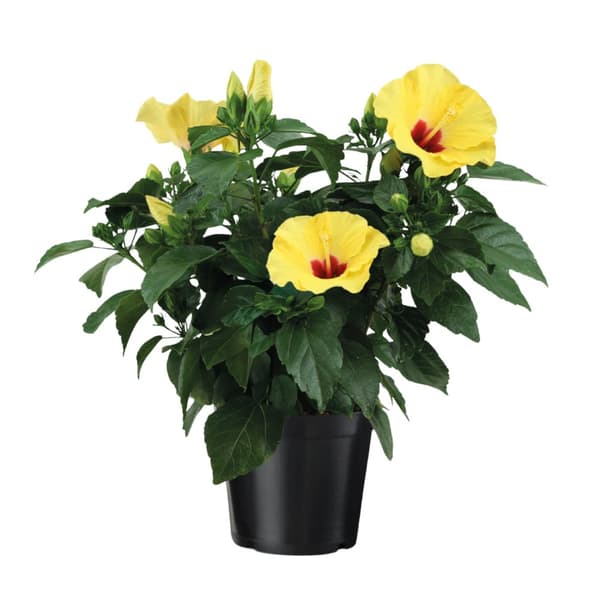 Gul kinesisk hibiskus - Hibiscus rosa-sinensis - Höjd 40-50cm - ø17cm