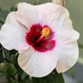 Pikkukuva 3 / 3: Kiinanruusu - Hibiscus rosa-sinensis - Korkeus 40-50cm - ⌀17cm