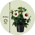 Pikkukuva 2 / 3: Kiinanruusu - Hibiscus rosa-sinensis - Korkeus 40-50cm - ⌀17cm