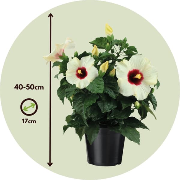 Kiinanruusu - Hibiscus rosa-sinensis - Korkeus 40-50cm - ⌀17cm
