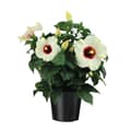 Pikkukuva 1 / 3: Kiinanruusu - Hibiscus rosa-sinensis - Korkeus 40-50cm - ⌀17cm