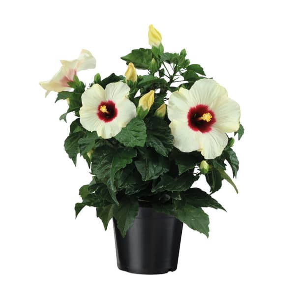 Kinesisk hibiskus - Hibiscus rosa-sinensis - Höjd 40-50cm - ø17cm