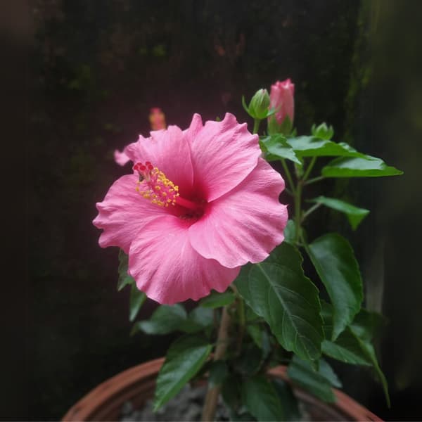 Kinesisk ros - Hibiscus rosa-sinensis - Rosa - Höjd 40-50cm - ⌀17cm