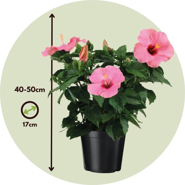 Kinesisk ros - Hibiscus rosa-sinensis - Rosa - Höjd 40-50cm - ⌀17cm