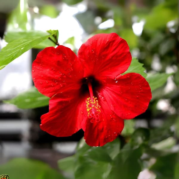 Kinesisk ros - Hibiscus rosa-sinensis - Höjd 40-50cm - ø17cm