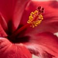 Miniatyrbild 4 av 4: Kinesisk ros - Hibiscus rosa-sinensis - Höjd 40-50cm - ø17cm
