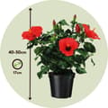 Miniatyrbild 2 av 4: Kinesisk ros - Hibiscus rosa-sinensis - Höjd 40-50cm - ø17cm