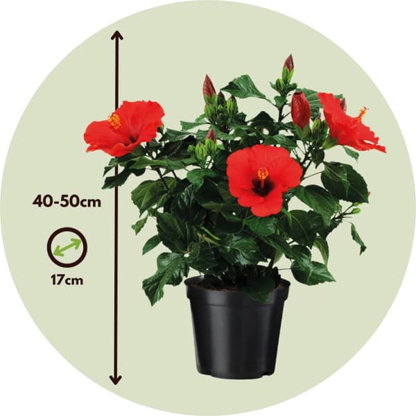 Kinesisk ros - Hibiscus rosa-sinensis - Höjd 40-50cm - ø17cm