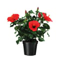 Miniatyrbild 1 av 4: Kinesisk ros - Hibiscus rosa-sinensis - Höjd 40-50cm - ø17cm