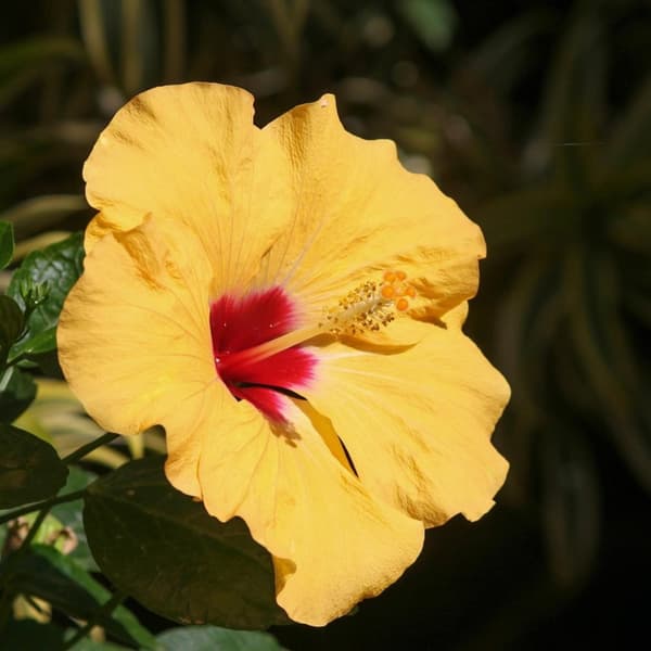 Kiina-ruusu - Hibiscus rosa-sinensis - Oranssi - Korkeus 40-50cm - ⌀17cm