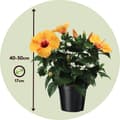 Pikkukuva 2 / 3: Kiina-ruusu - Hibiscus rosa-sinensis - Oranssi - Korkeus 40-50cm - ⌀17cm