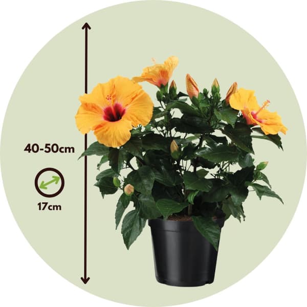 Kiina-ruusu - Hibiscus rosa-sinensis - Oranssi - Korkeus 40-50cm - ⌀17cm