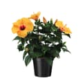Pikkukuva 1 / 3: Kiina-ruusu - Hibiscus rosa-sinensis - Oranssi - Korkeus 40-50cm - ⌀17cm