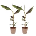 Pikkukuva 1 / 2: Punainen banaanikasvi - 2 kpl setti - Ensete ventricosum - K55-70cm - ⌀21cm
