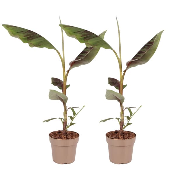 Rød bananplante - Sæt af 2 - Ensete ventricosum - Højde 55-70cm - ⌀21cm