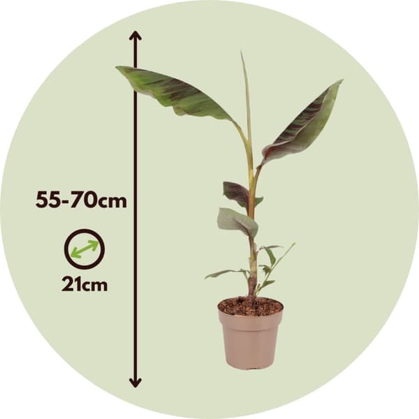 Punainen banaanikasvi - Ensete ventricosum - Korkeus 55-70cm - ⌀21cm