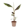 Pikkukuva 1 / 2: Punainen banaanikasvi - Ensete ventricosum - Korkeus 55-70cm - ⌀21cm