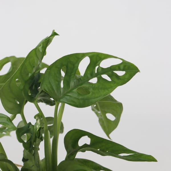 Växtmix i glas - Set om 2 - Clusia, Monstera - Höjd 15-35cm - ⌀20cm