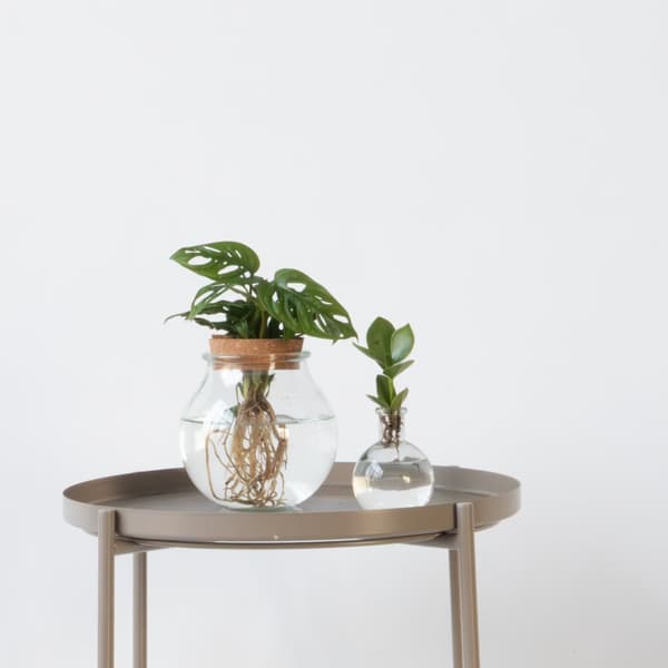 Växtmix i glas - Set om 2 - Clusia, Monstera - Höjd 15-35cm - ⌀20cm
