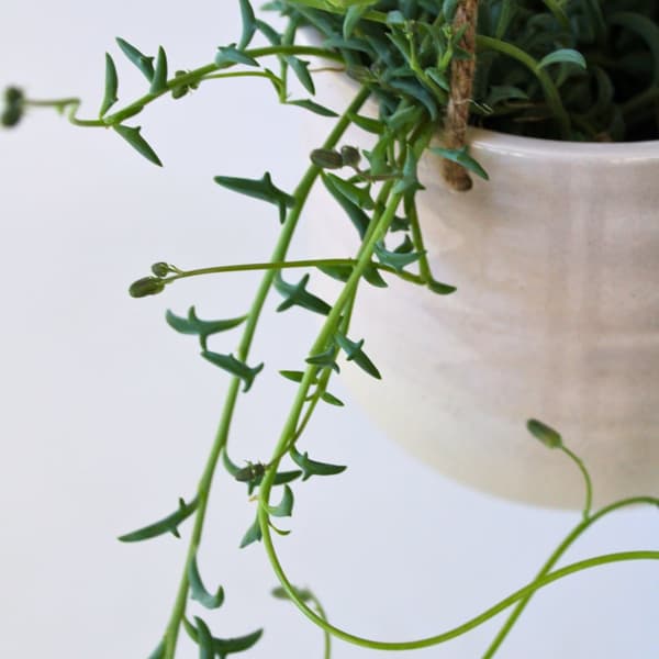 Pärlemorkedja - Set om 3 - Senecio - ø 12cm