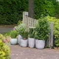 Miniatyrbilde 8 av 10: Capi Plantevase Nature Rib elegant lav 36x47 cm elfenben KOFI782