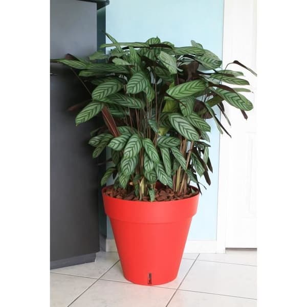RIVIERA Loftblomkruka med vattenreserv - Rund - Ø 50 x H 46 cm - Röd
