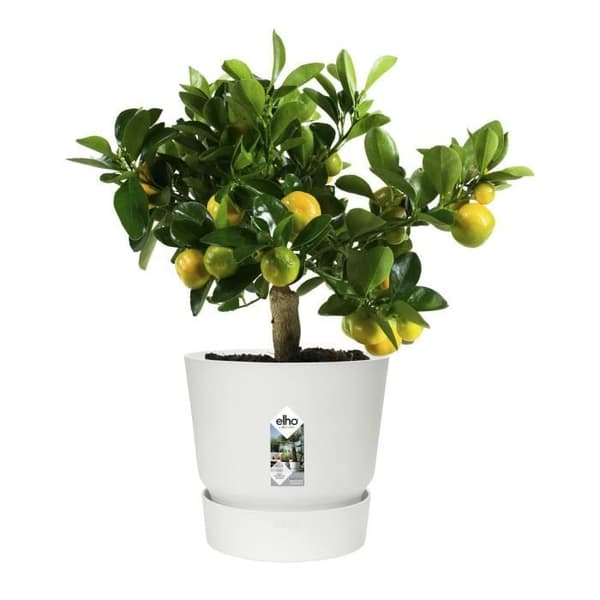 ELHO Greenville 25 rund blomkruka - Utomhus - Ø 24,48 x H 23,31 cm - Vit