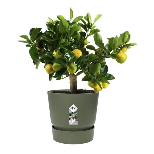 ELHO Greenville 25 Rund Blomkruka - Utomhus - Ø 24.48 x H 23.31 cm - Blad Grön