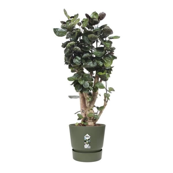 ELHO Rund växtkruka Greenville 40 - Utomhus - Ø 39 x H 36,8 cm - Bladgrön