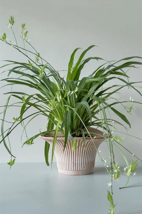 Kruka Daisy Rosa Ø: 30 cm