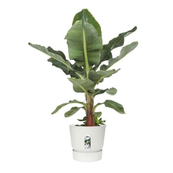 ELHO Rund blomkruka Greenville 40 - Utomhus - Ø 39 x H 36,8 cm - Vit