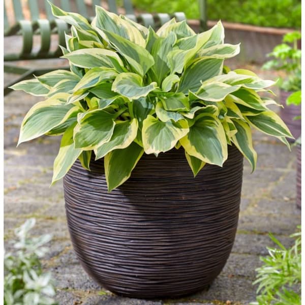 Capi plantekrukke Nature Rib 43x41 cm mørkebrun