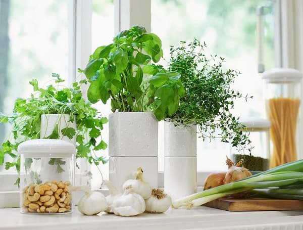 Örtkruka / Kruka Evergreen Självvattnade, Cult Design