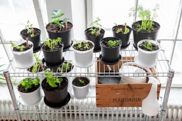 Fat Cultivate 16 cm Hammarplast
