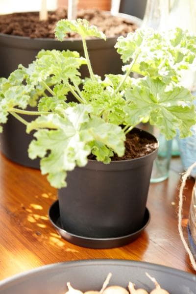 Fat Cultivate 16 cm Hammarplast
