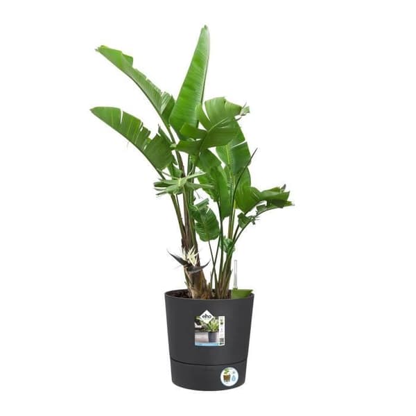ELHO - Blomkruka - Greensense Aqua Care Round 30 - Kolgrå - Inomhus/utomhus - Ø 29,5 x H 29,1 cm