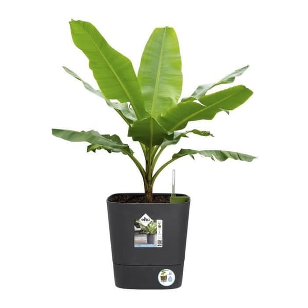 ELHO - Blomkruka - Greensense Aqua Care Square 30 - Kolgrå - Inomhus/utomhus - Ø 29,5 x H 30,2 cm
