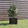 Miniatyrbillede 3 af 9: vidaXL plantekasse 31x31x31 cm massivt fyrretræ sort