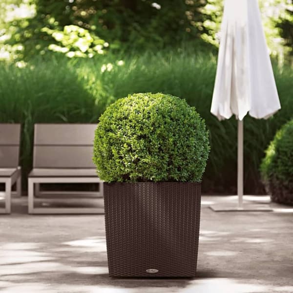 LECHUZA plantekrukke CUBE Cottage 50 ALL-IN-ONE mokkafarvet