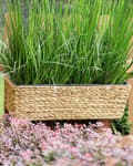 Miniatyrbilde 2 av 6: Plantekrukke Beige Vannhyacintvev Rektangulær 60 x 20 cm Syntetisk med Dreneringshull