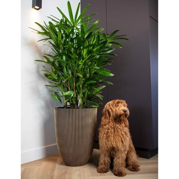 Capi Vase elegant Groove 34x46 cm svart og gull